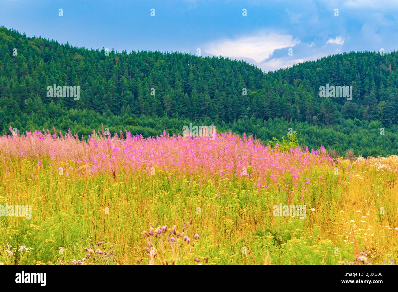 Western Rhodopes Beautiful Rhodopes mountains ridges seen from Bekovi Skali near ...