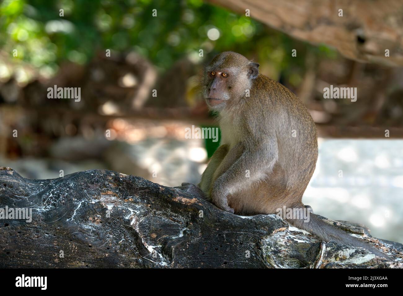Wild Macaque monkey sitting on a tree at tropical island in Thailand. Stock Photo