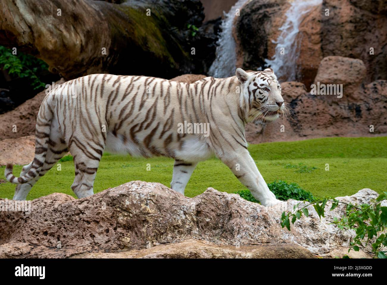 A beautiful White Tiger walking Stock Photo