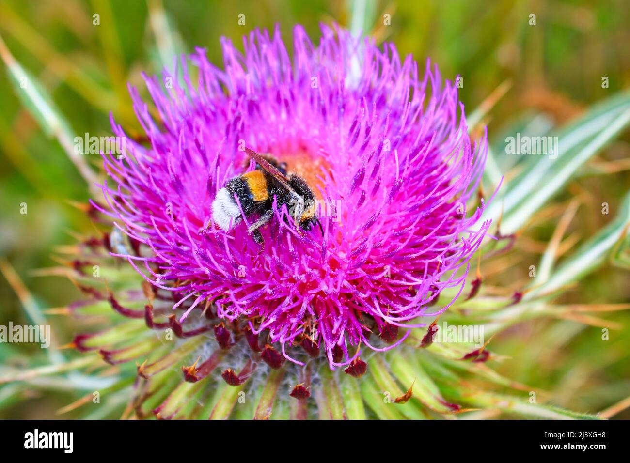 Honey bee drinking nectar at flower-Cirsium tuberosum is a species of flowering plant belonging to the family Asteraceae. Its native range is Europe. Stock Photo