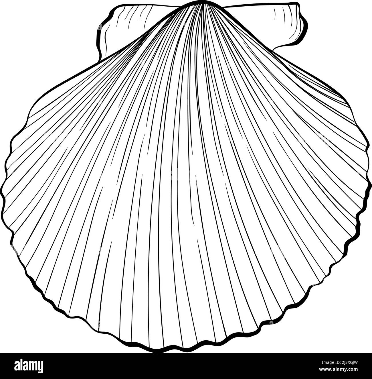 Scallop shell top view line art Stock Vector Image & Art Alamy
