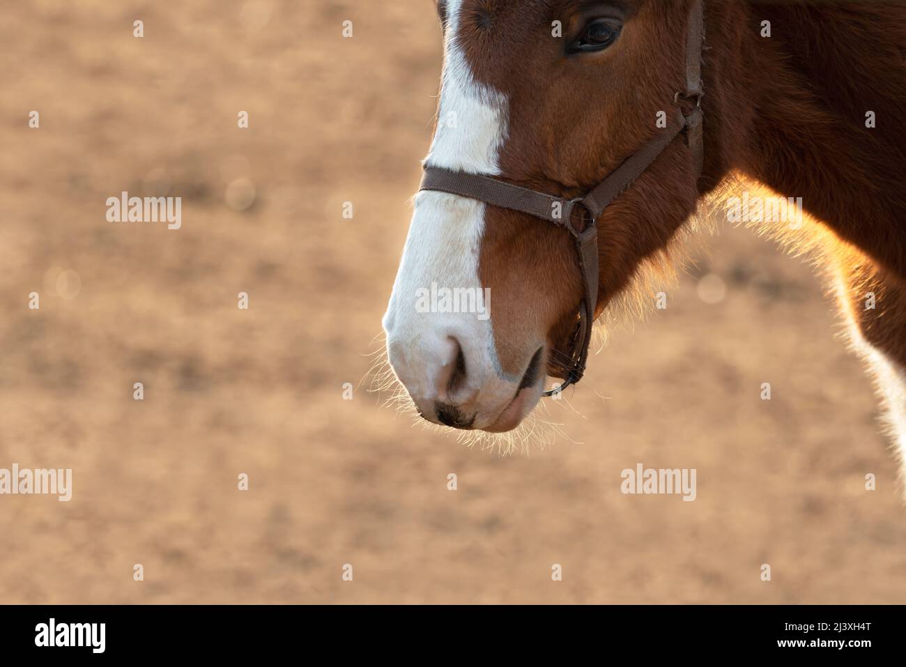Beautiful brown horse shining in the afternoon sun. Horse headshot. Stock Photo