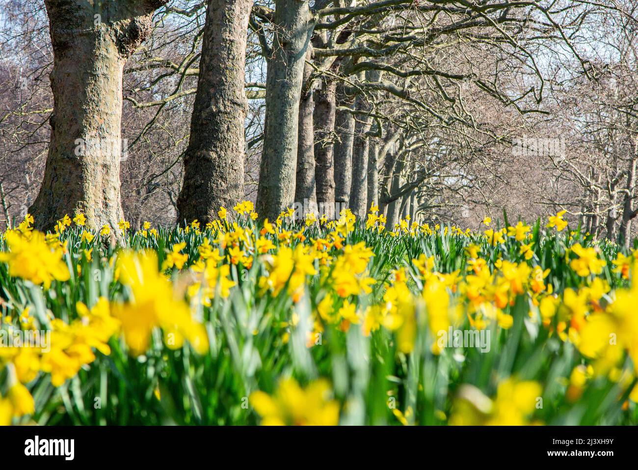 A line of trees and a host of golden daffodils in St James Park Stock