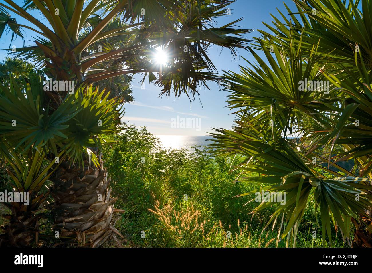 Sea view through tropical palm trees heart-shaped hole. Phuket, Thailand Stock Photo