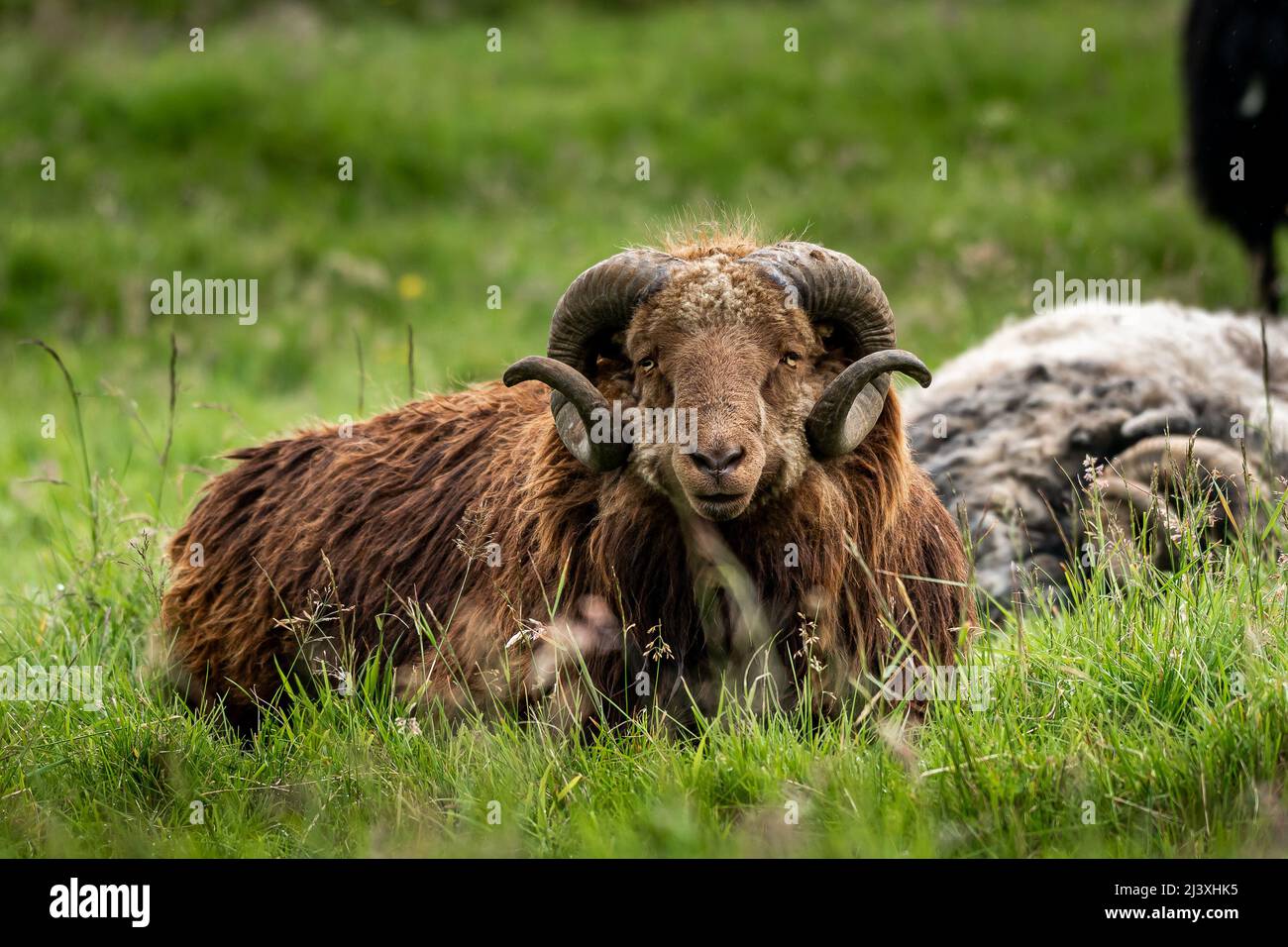 Beautiful closeup view of the Sheep and Rams in the fields of the Faroe Islands Stock Photo