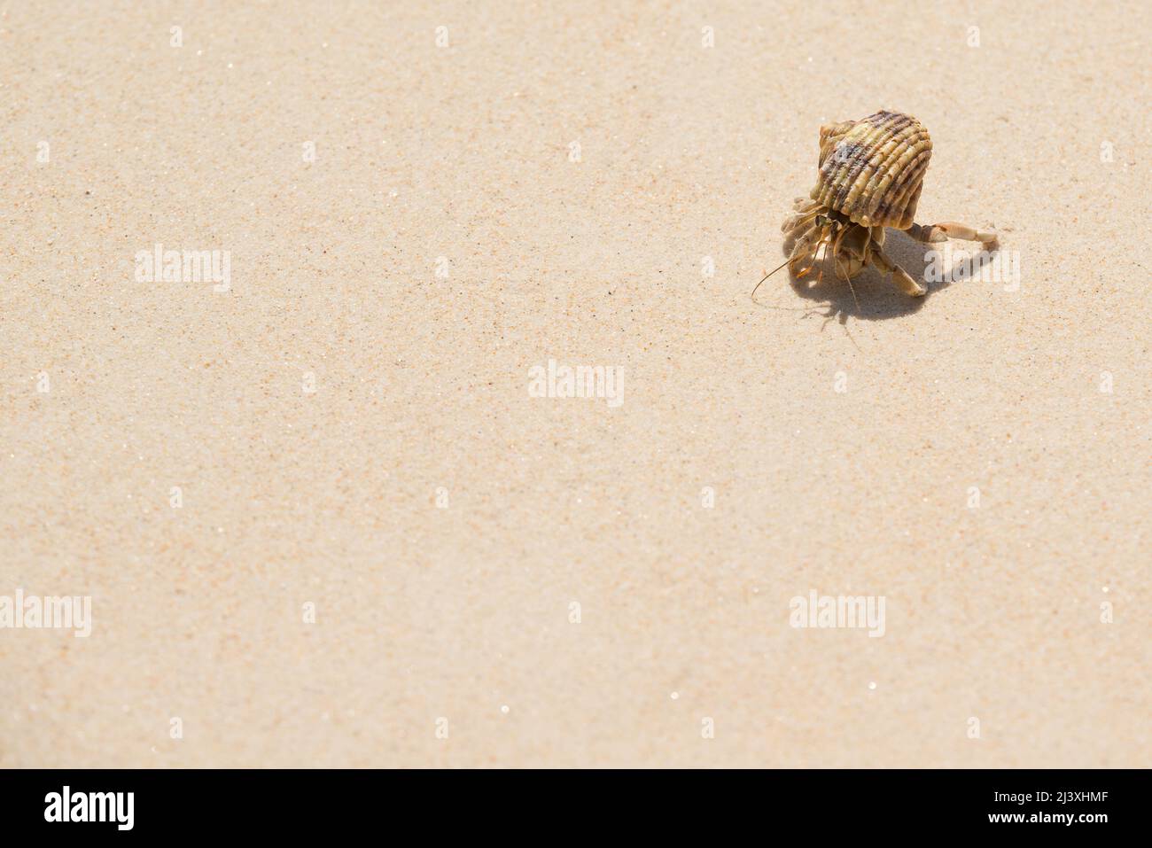 Closeup Hermit Crab walking on fine white clean sand on a tropical beach on an exotic island. Stock Photo