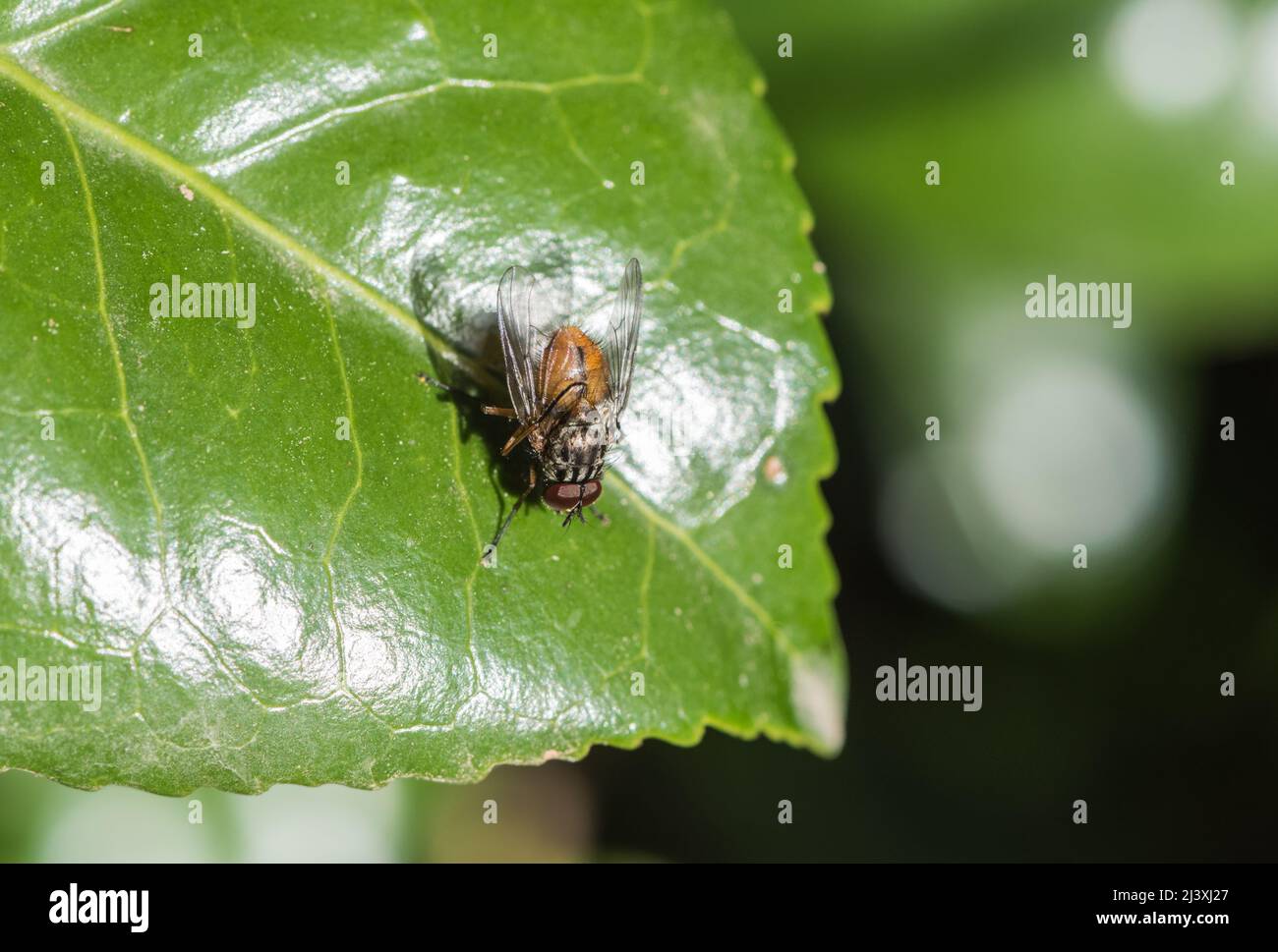 A common Muscidae fly, Phaonia subventa Stock Photo