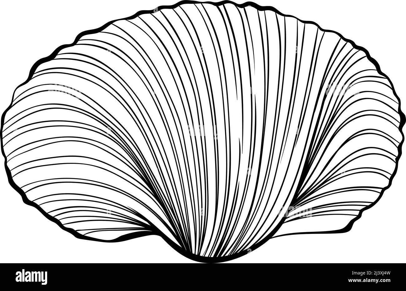 Scallop shell line art Stock Vector Image & Art Alamy