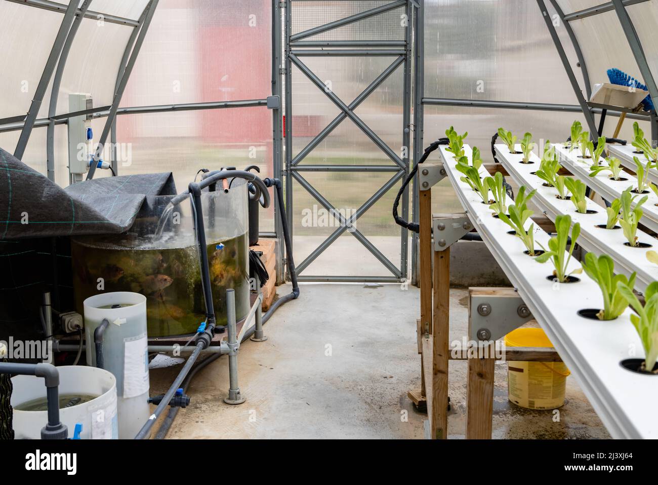 Fresh organic vegetable grown using aquaponics or hydroponic farming Stock Photo