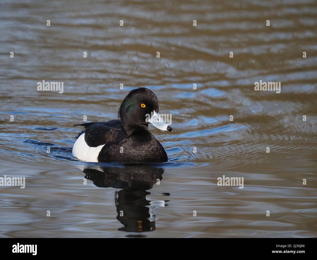 Tufted duck on a lake near Warrington.  This pair appeared to have bonded prior to a breeding attempt. Stock Photo