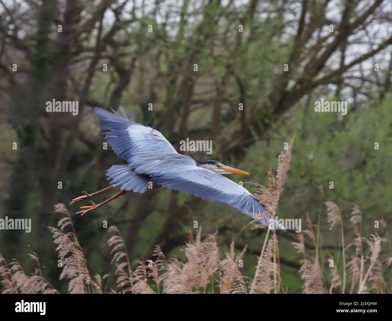 Grey heron taking off above a local reedbed where it was hunting for frogs Stock Photo
