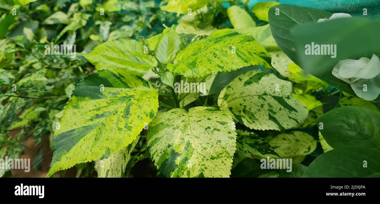 Acalypha wilkesiana Tahiti also known as Tahiti Copper Leaf or Tahiti Jacob's Coat, is an evergreen shrub which has leaves with serrated edges Stock Photo