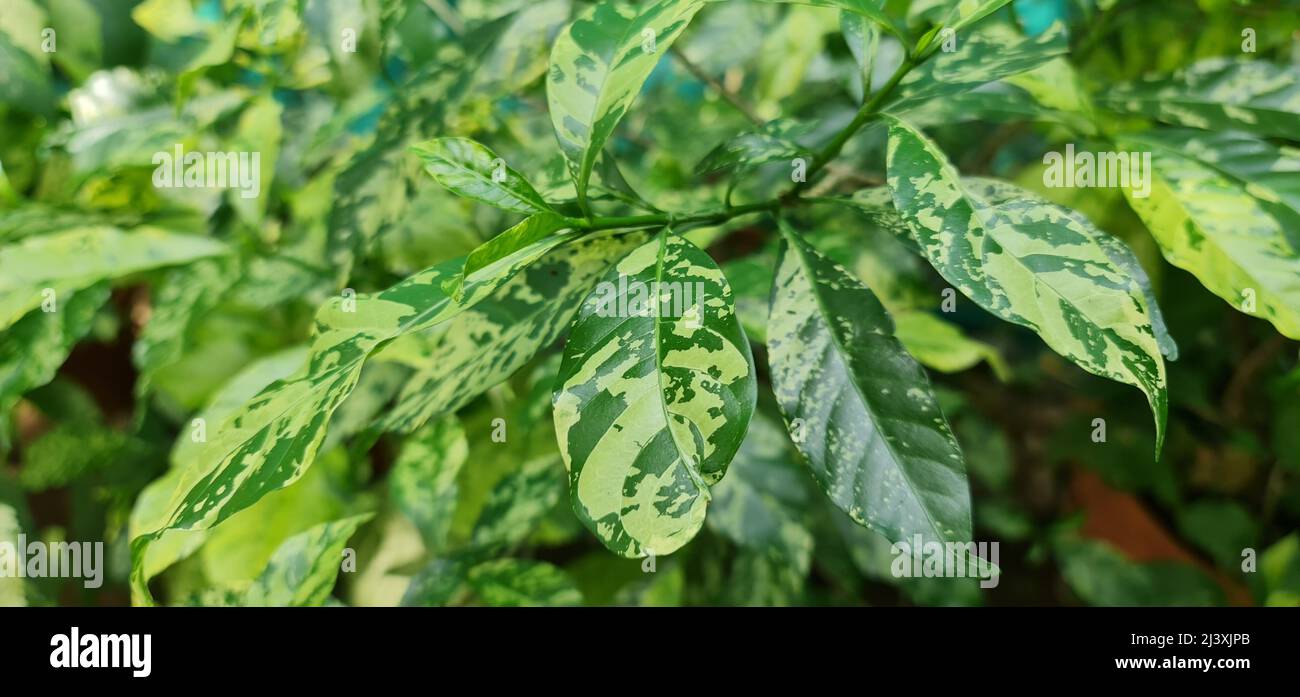 Lespedeza thunbergii Spilt Milk leaves. This plant has foliage that is heavily and consistently speckled with large, creamy, irregular flecks. The att Stock Photo