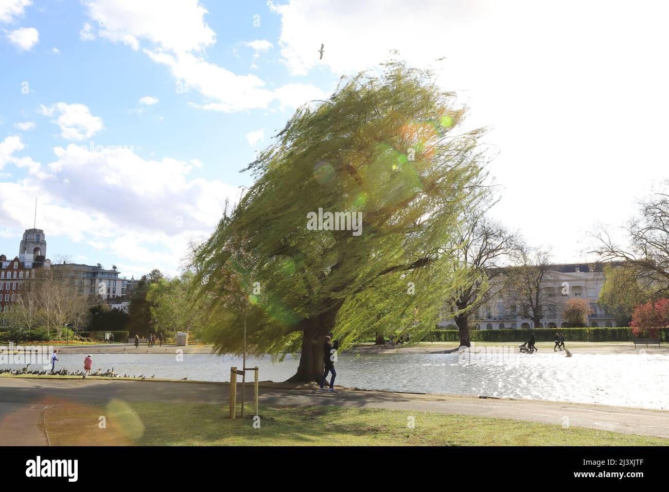 Strong winds in springtime in Regents Park, in London, UK Stock Photo