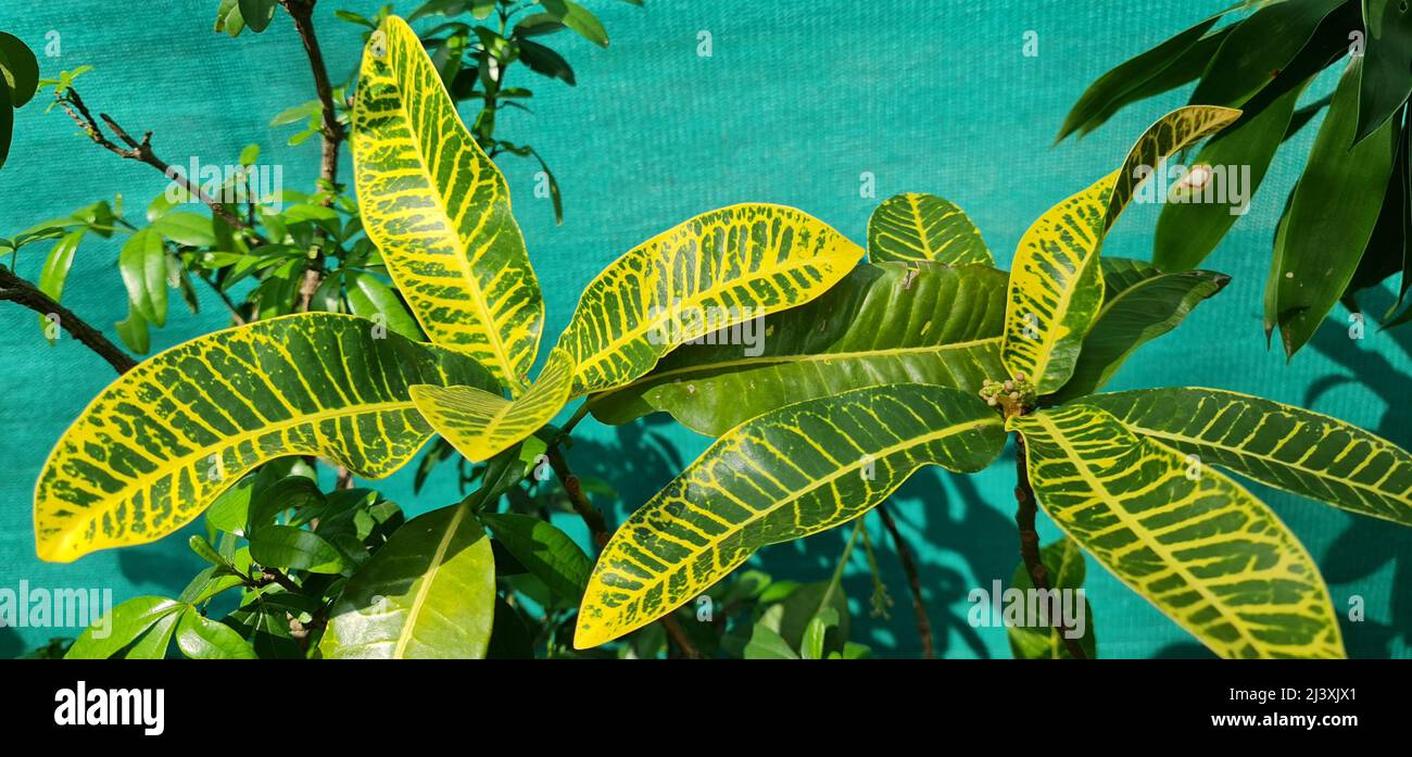 Croton or variegated Laurel. A yellow and green colour leaved plant of the spurge family in the garden. Stock Photo
