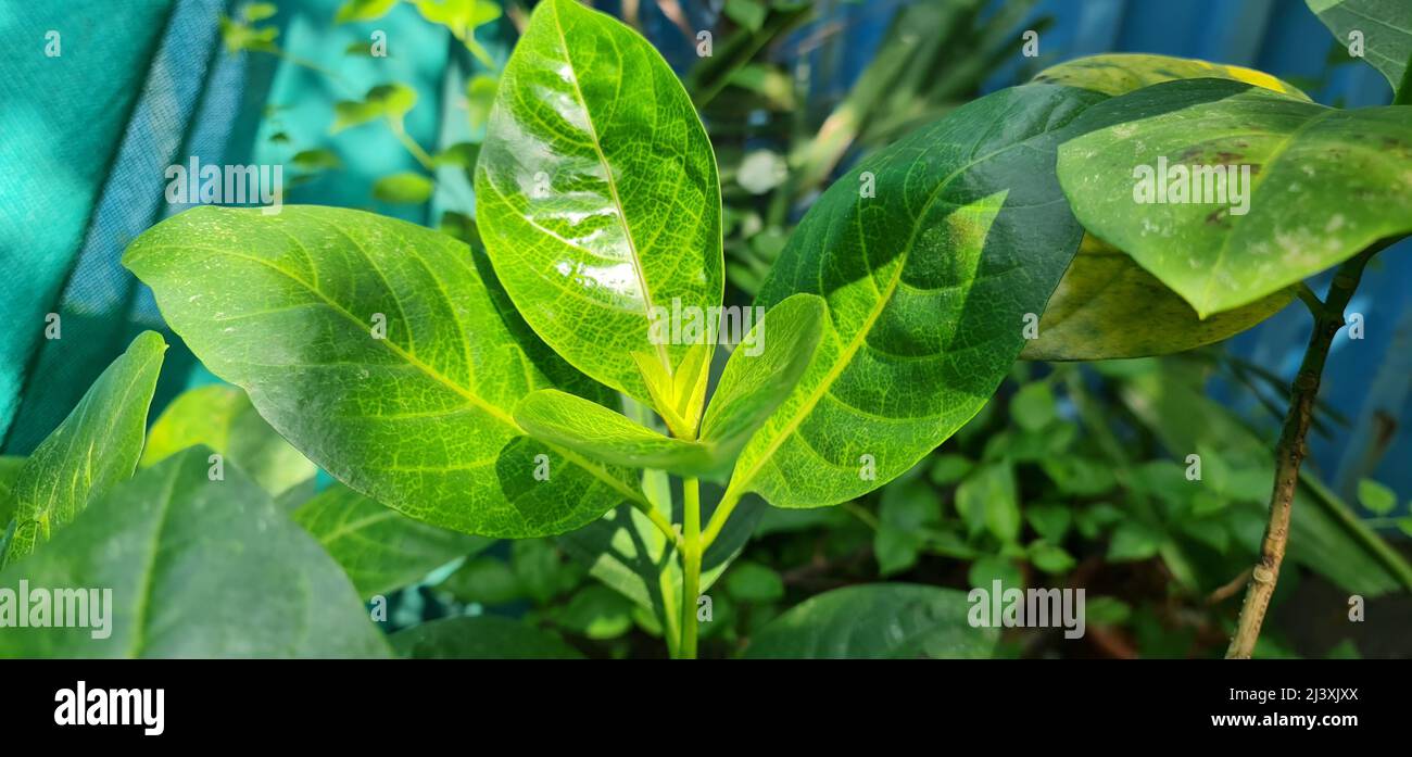 Leaves of yellow vein eranthemum is an evergreen shrub notable for its unusual green veined creamy yellow foliage. Stock Photo