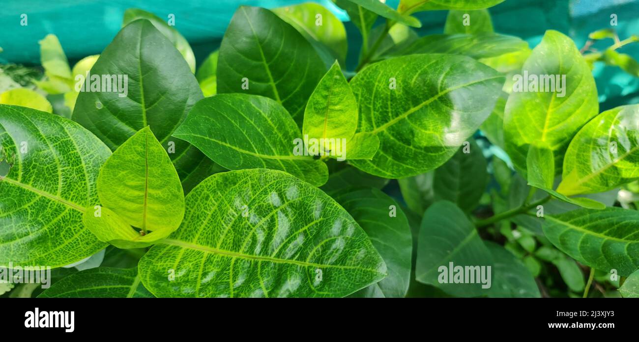 Leaves of yellow vein eranthemum is an evergreen shrub notable for its unusual green veined creamy yellow foliage. Stock Photo