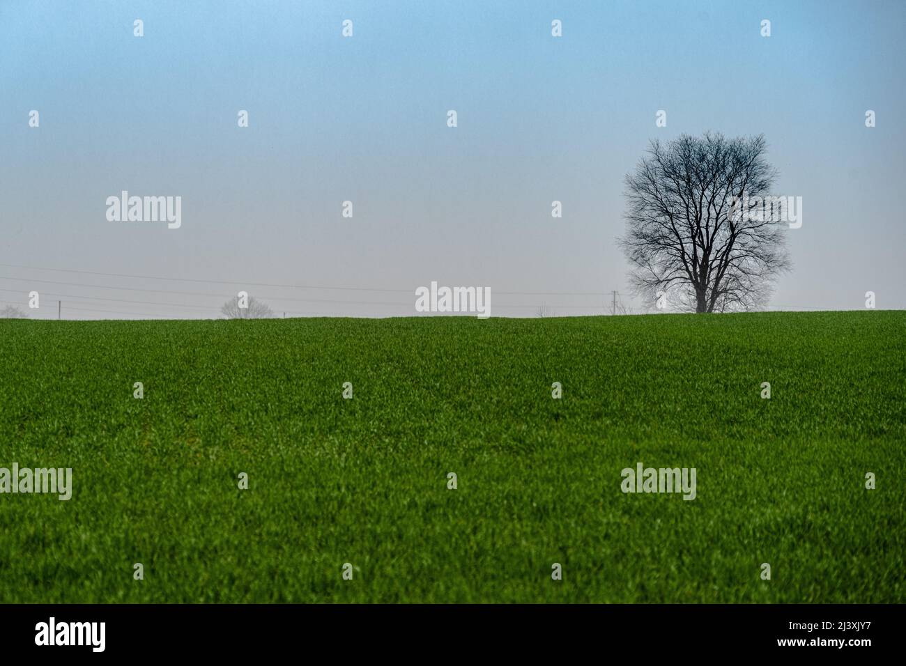 A horizontal landscape photo of a tree standing alone on a field of ...