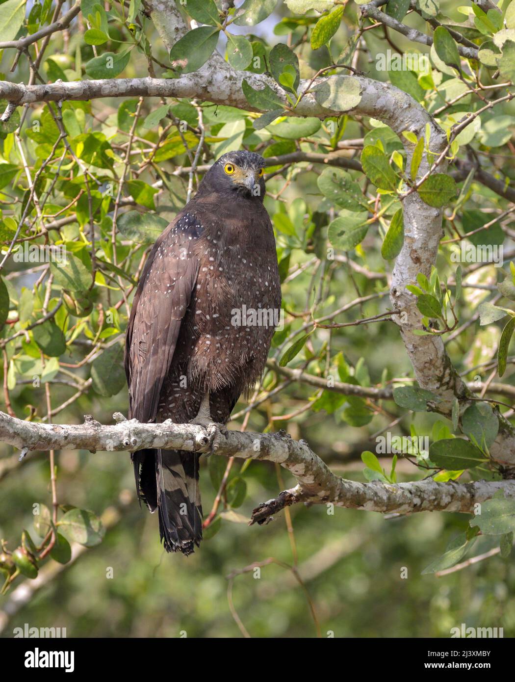crested serpent eagle is a mediumsized bird of prey that is found in