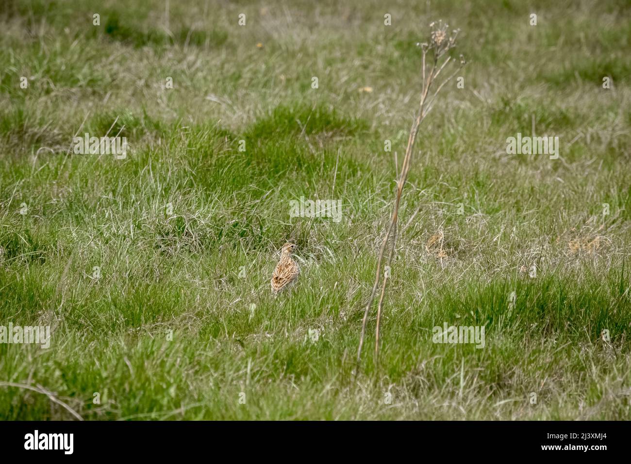 a wood mouse (long tailed field) (Apodemus sylvaticus) eating bird food on patio stones Stock