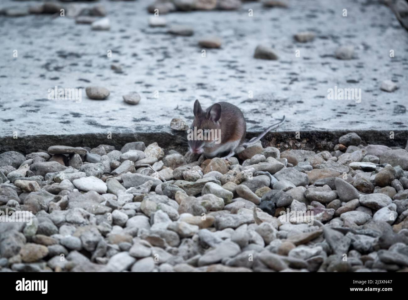 a wood mouse (long tailed field) (Apodemus sylvaticus) eating bird food on patio stones Stock