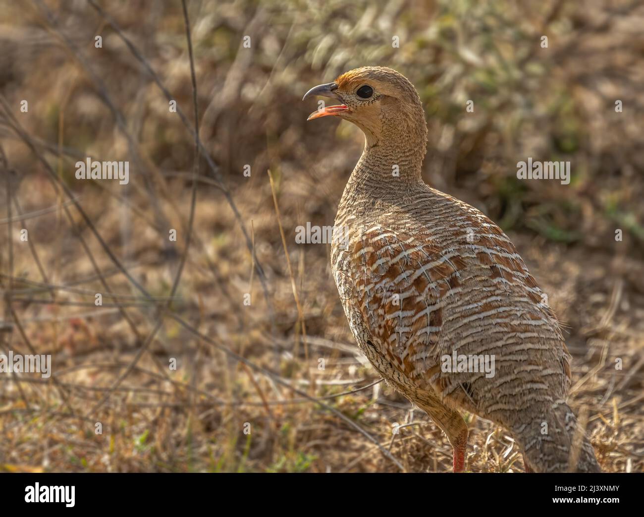 A Grey Francolin Singing in a forest Stock Photo