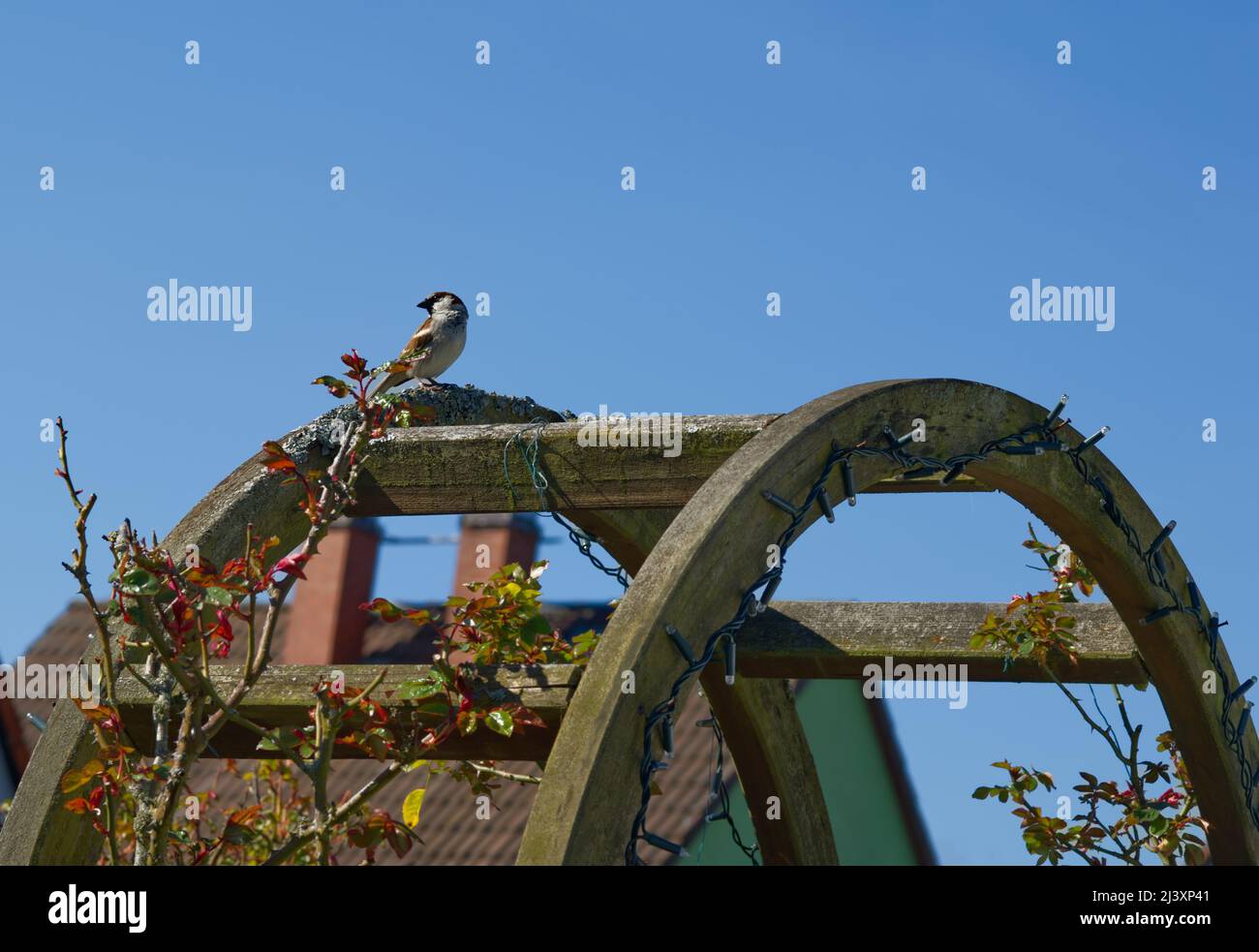 a single house sparrow sitting on top of a wooden garden rack and taking a view in clear blue sky (bright prospects) Stock Photo