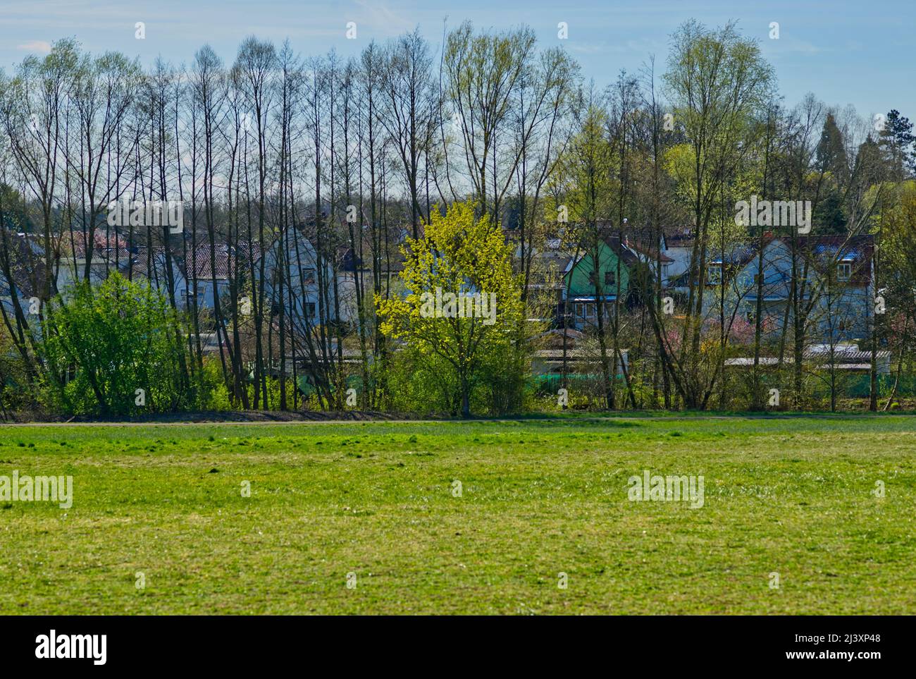 an outstanding tree in vernally luminous green in front of a suburban and rural housing estate and a large green meadow in the foreground Stock Photo