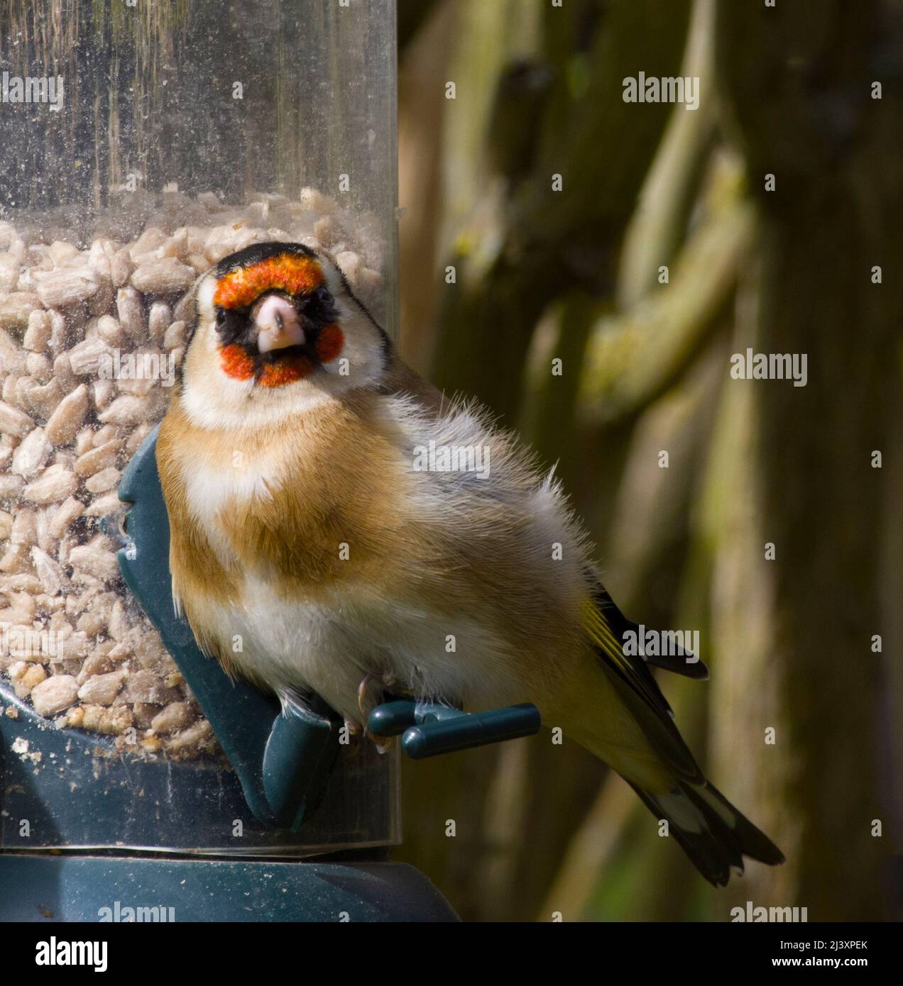 Female European Goldfinch at Birdfeeder Eating Sunflower Hearts Stock