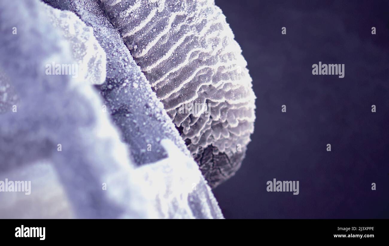 An icy tire from a car on board the ship. CLIP. View from the deck of a ...