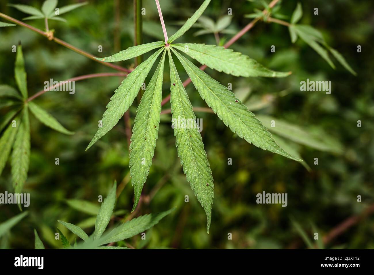 A newly grown Cannabis Plant at Nadia, West Bengal. Cannabis in India has been a very strong mythical and medicinal relationship, known to be used at least as early as 2000 BCE. It has been used by humans throughout recorded history for its food, fibre and medicine. In Indian society, common terms for cannabis preparations include charas (resin), ganja (flower), and bhang (seeds and leaves). The central law that deals with cannabis (weed or marijuana) in India is the Narcotic Drugs and Psychotropic Substances Act, 1985 which restricts Cannabis cultivation. India. Stock Photo