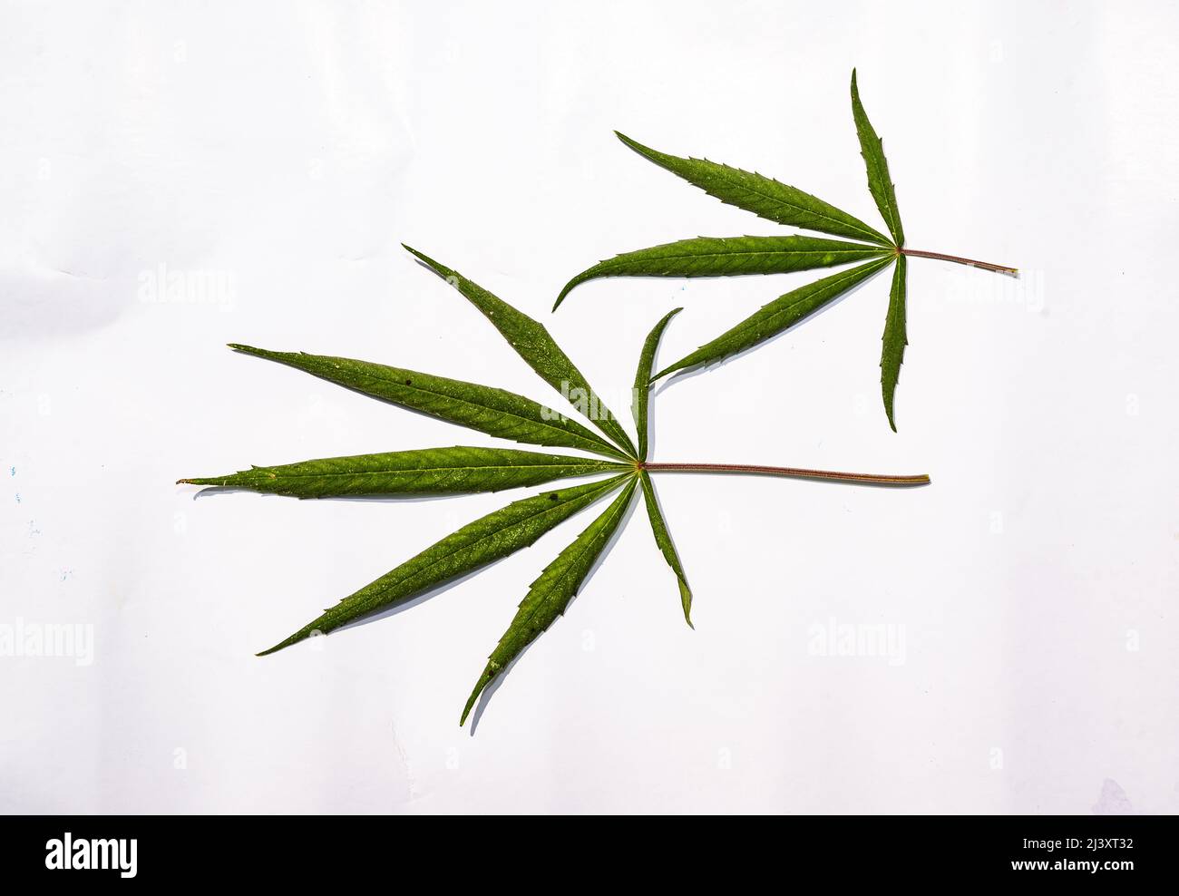 A newly grown Cannabis Plant at Nadia, West Bengal. Cannabis in India has been a very strong mythical and medicinal relationship, known to be used at least as early as 2000 BCE. It has been used by humans throughout recorded history for its food, fibre and medicine. In Indian society, common terms for cannabis preparations include charas (resin), ganja (flower), and bhang (seeds and leaves). The central law that deals with cannabis (weed or marijuana) in India is the Narcotic Drugs and Psychotropic Substances Act, 1985 which restricts Cannabis cultivation. India. Stock Photo