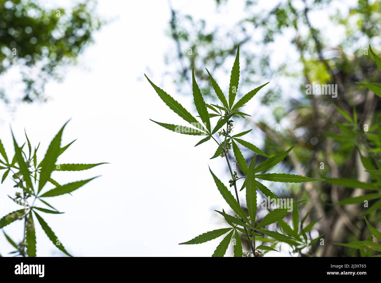 A newly grown Cannabis Plant at Nadia, West Bengal. Cannabis in India has been a very strong mythical and medicinal relationship, known to be used at least as early as 2000 BCE. It has been used by humans throughout recorded history for its food, fibre and medicine. In Indian society, common terms for cannabis preparations include charas (resin), ganja (flower), and bhang (seeds and leaves). The central law that deals with cannabis (weed or marijuana) in India is the Narcotic Drugs and Psychotropic Substances Act, 1985 which restricts Cannabis cultivation. India. Stock Photo