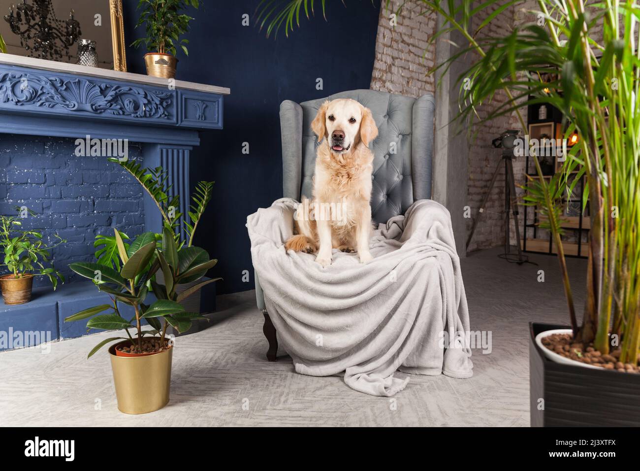 Happy golden retriever puppy dog on gray armchair in luxury house or
