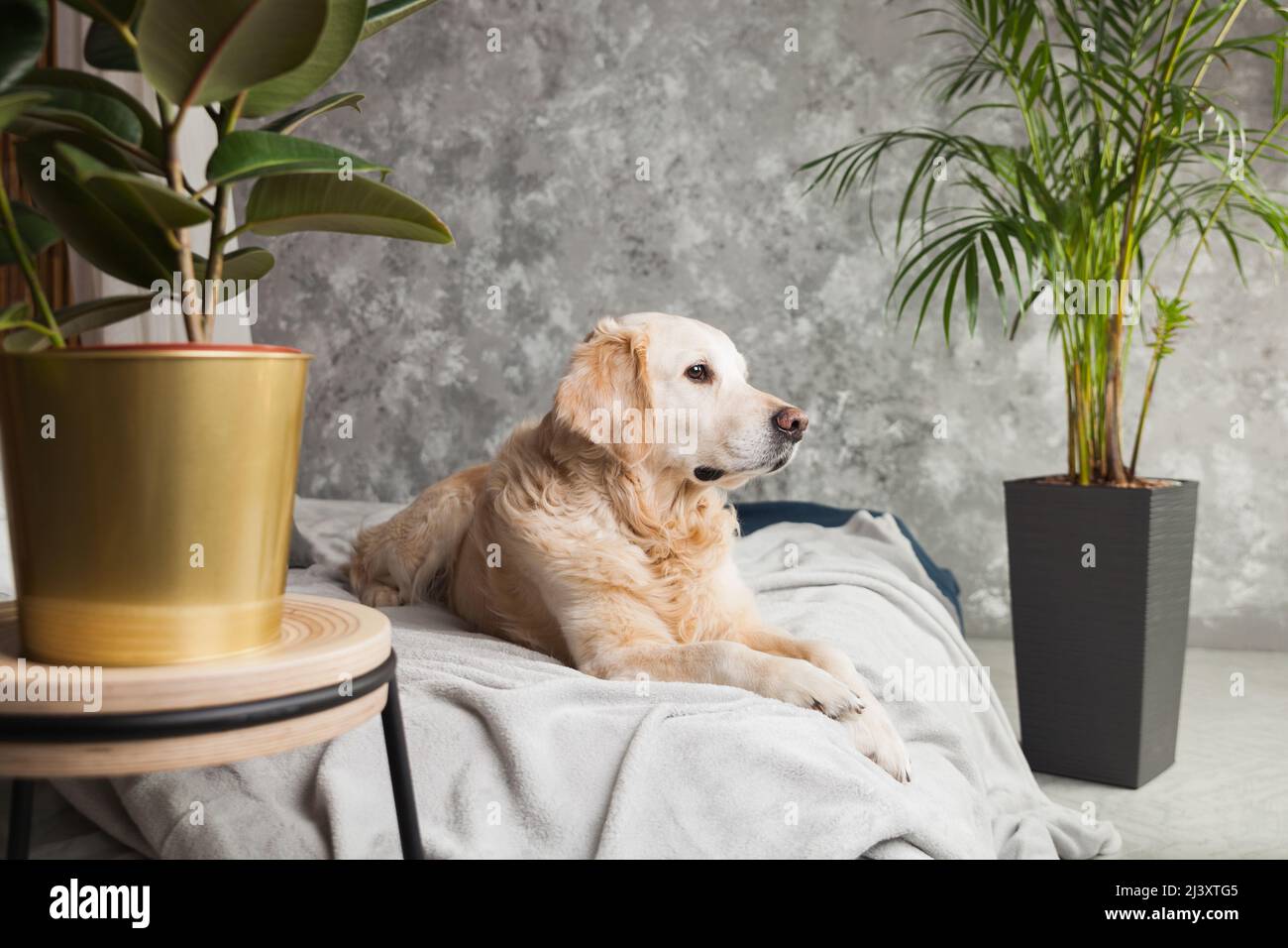 Golden retriever cheap apartment living
