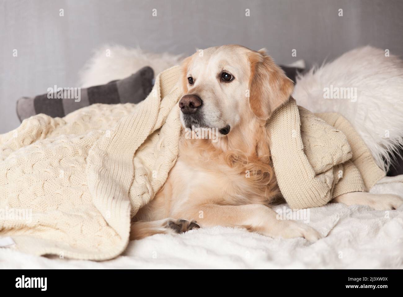 Golden retriever summer coat online