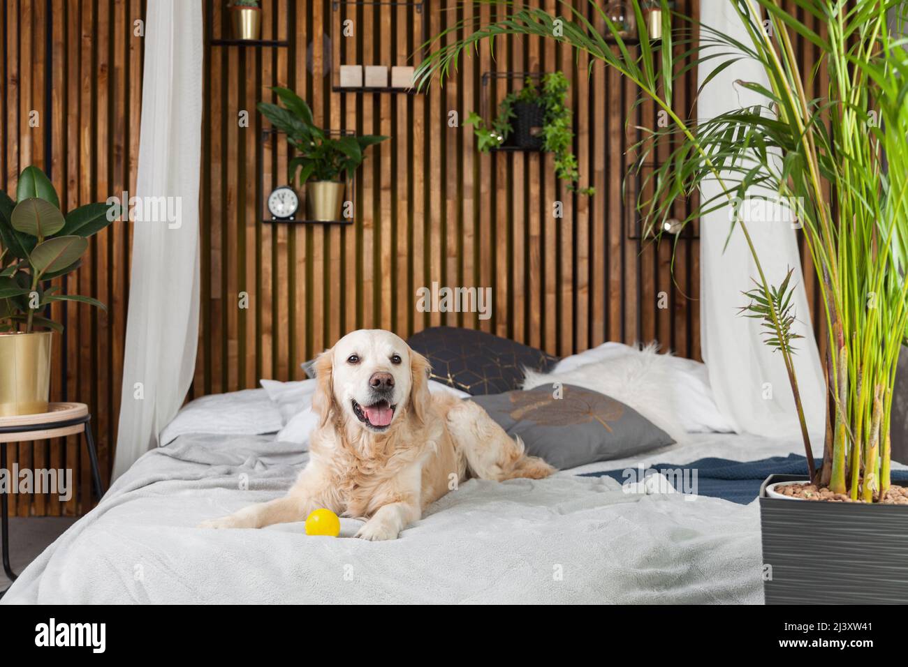 Are Golden Retriever Good Apartment Dogs
