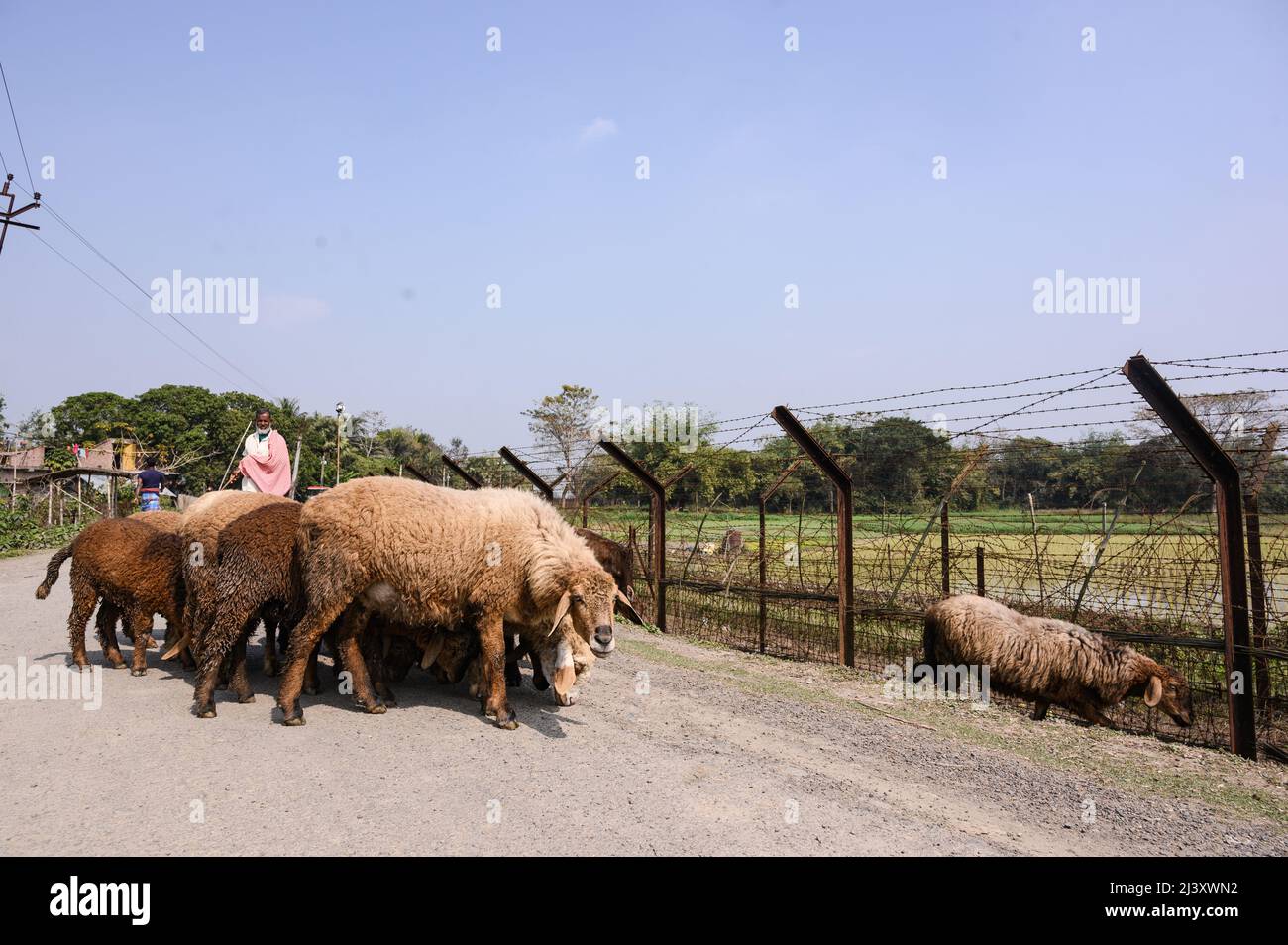 A shepherd with his Cow and lambs beside the India-Bangladesh international border fence. Tens of thousands of cattle are estimated to be smuggled into Bangladesh annually through the 2,216-km India-Bangladesh border in West Bengal. India. Stock Photo