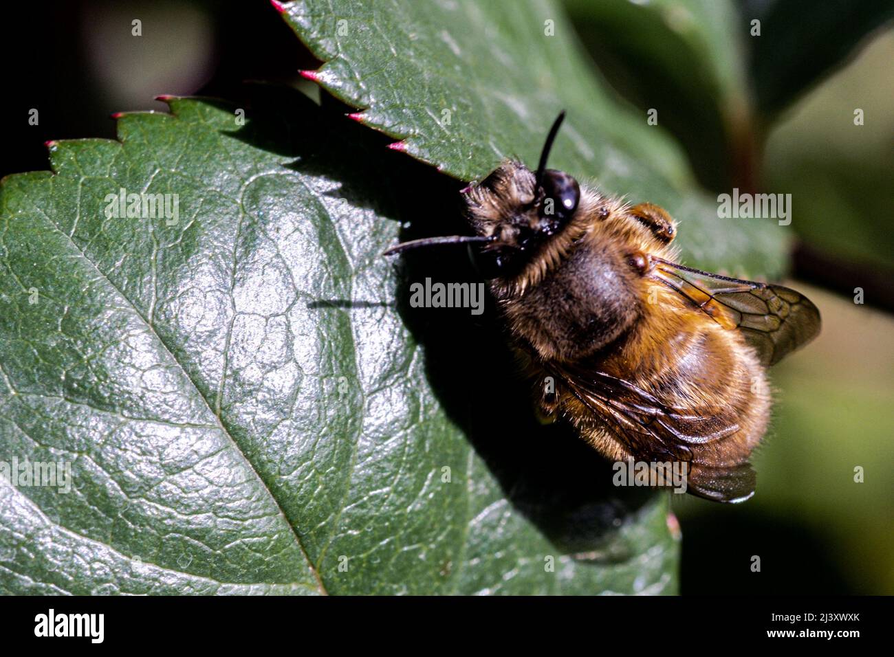a bee perched on a leaf, macro photo Stock Photo
