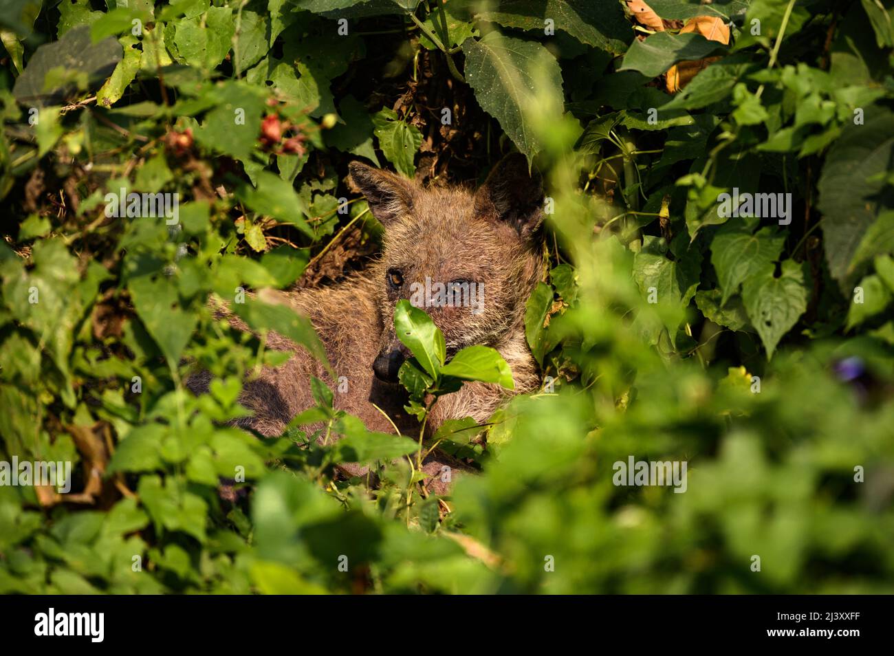 Wildlife trafficking hi-res stock photography and images - Alamy