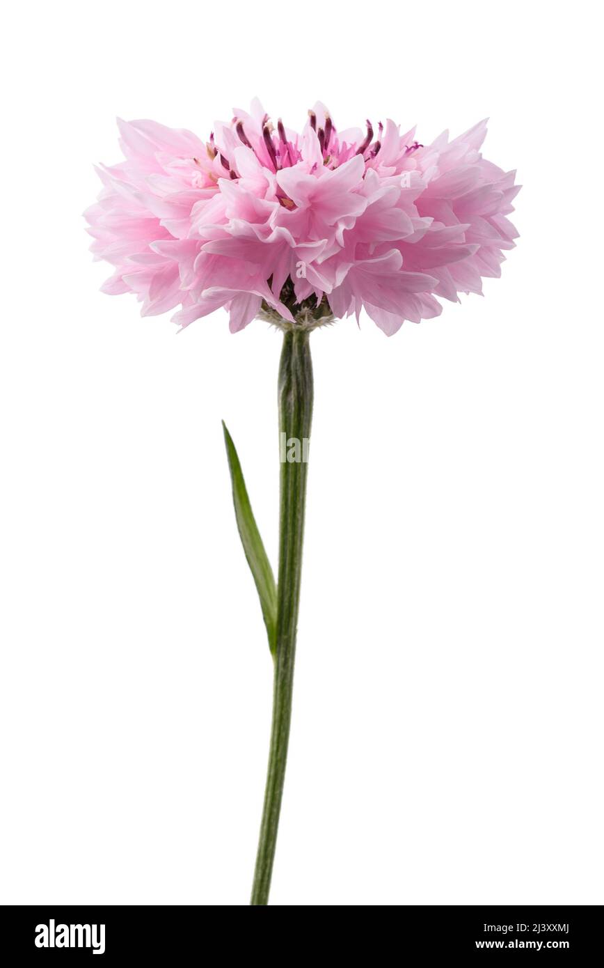 Pink cornflower  isolated on white background Stock Photo
