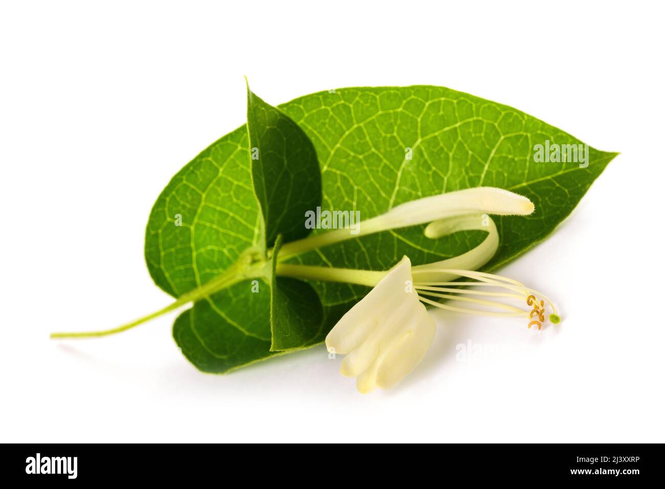 Honeysuckle flower isolated on white background Stock Photo