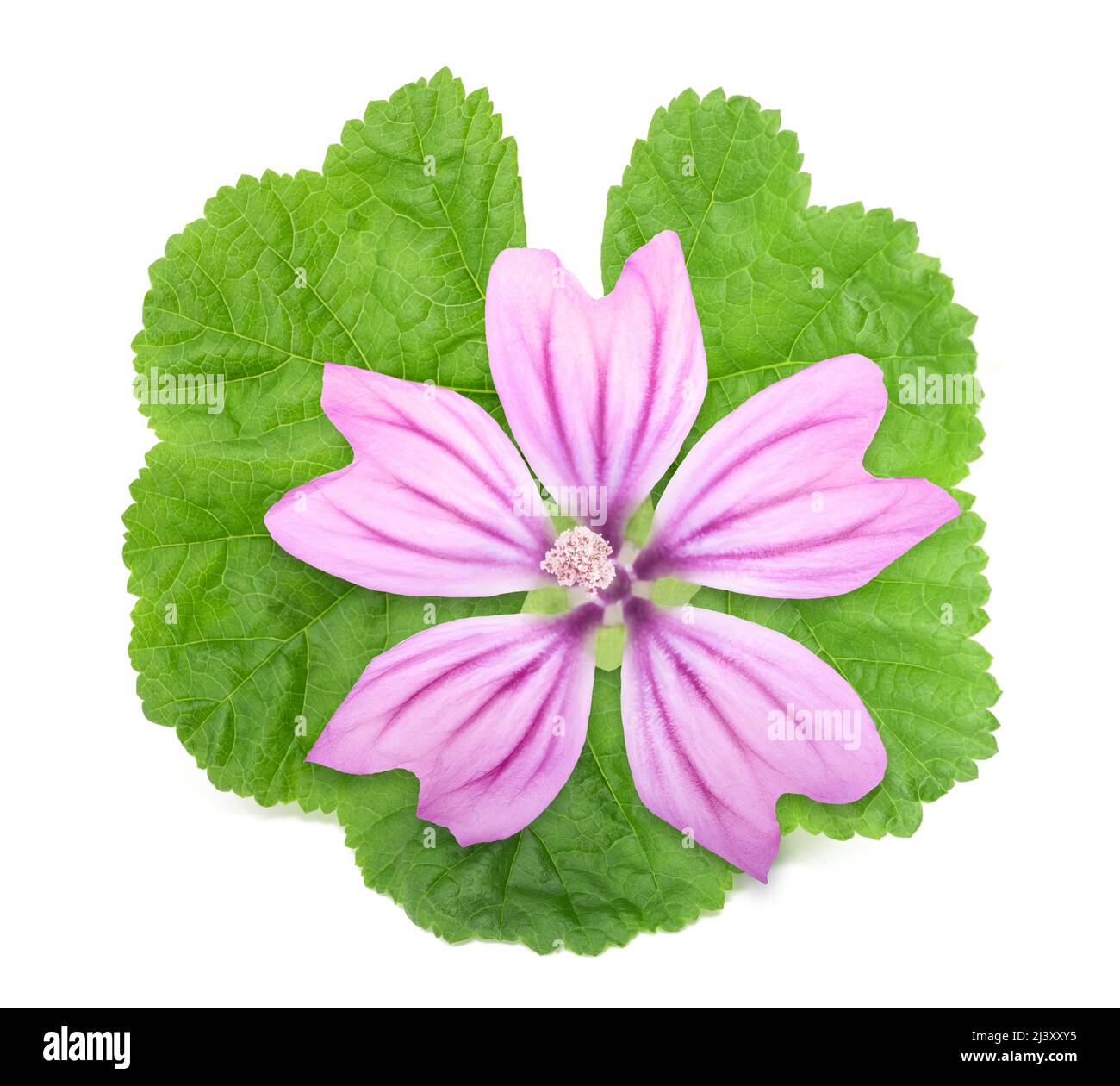 Mallow flower with leaf isolated  on white background Stock Photo