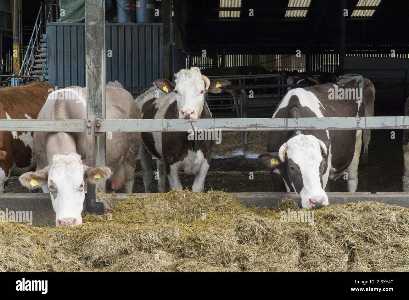 An organic dairy herd of cows on a farm in Wiltshire. Anna Watson/Alamy Stock Photo