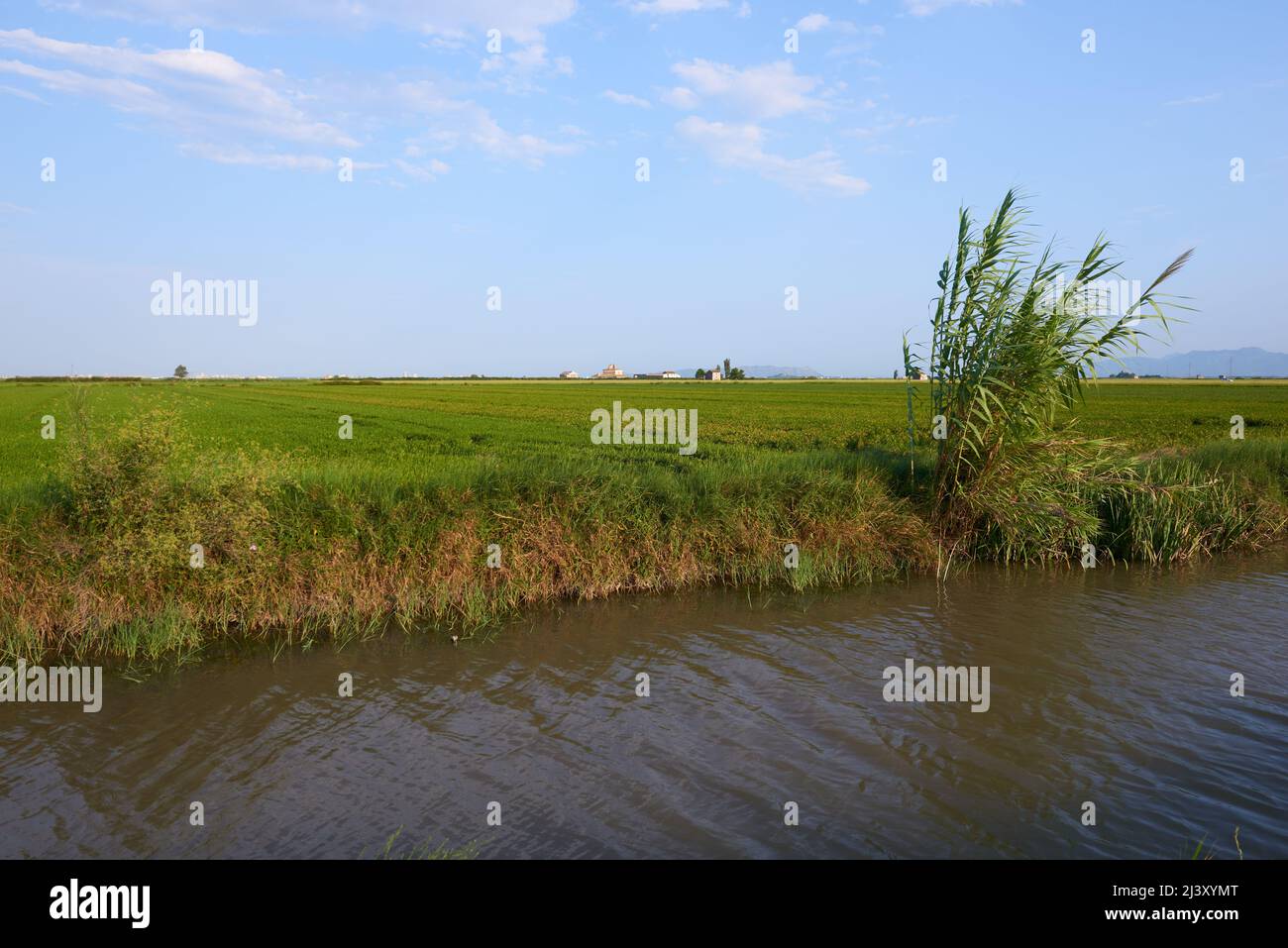 Water Channel Rice Field A water channel in a rice field in Valencia, Spain Stock Photo - Alamy