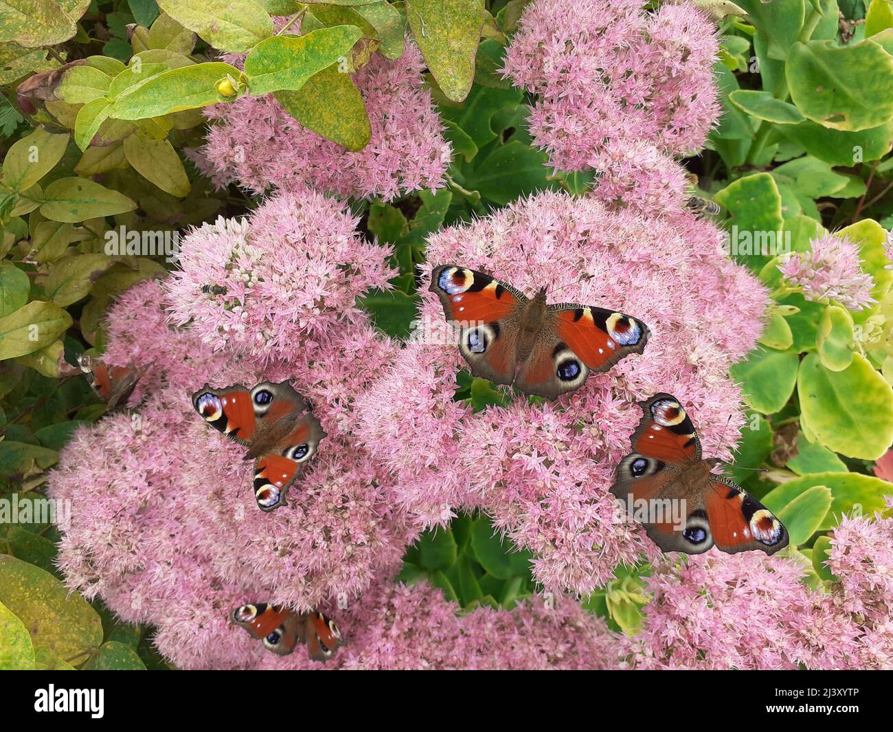 three beautiful peacock butterflies are sitting at pink sedum flower in the garden in autumn closeup Stock Photo
