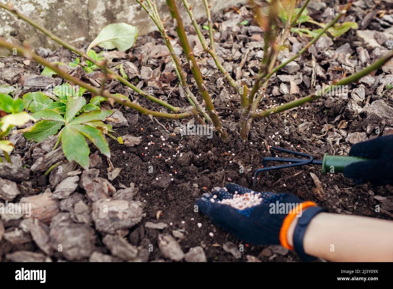 Gardener fertilizing rose bush in spring garden. Granulated mineral