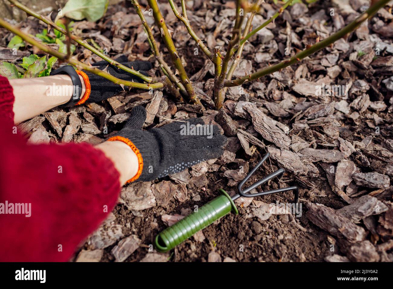 Gardener mulching spring garden with pine wood chips mulch after