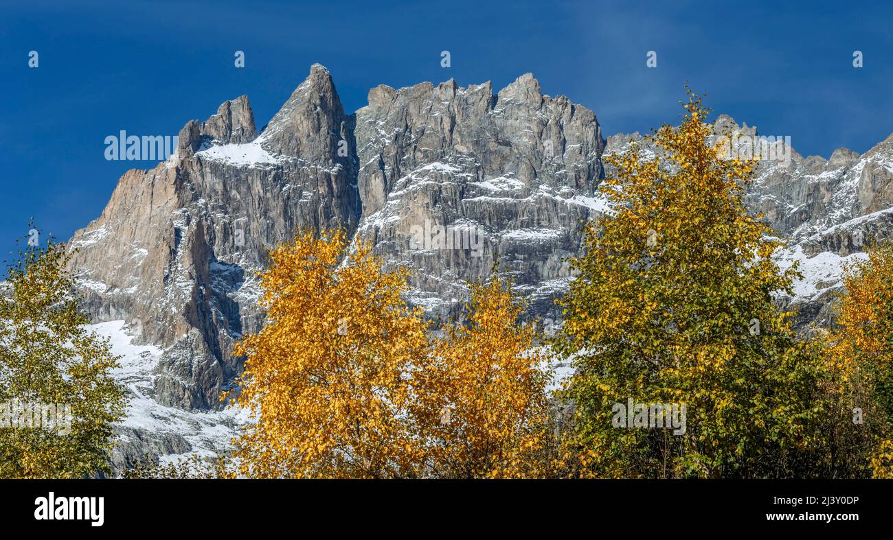 La Meije with autumn colors on trees, Ecrins national park, Alps, France Stock Photo