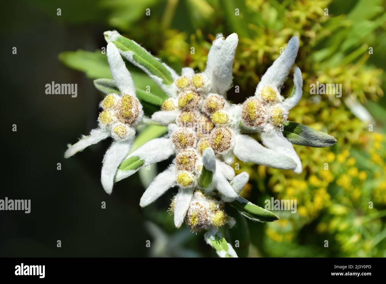 Alpine Edelweiss growing in the garden, a protected white mountain flower. Selective focus Stock Photo